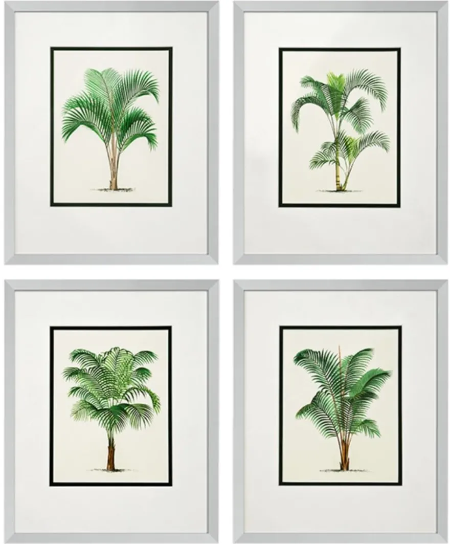 Casa Padrino Bilder / Kunstdruck 4er Set Palmen Mehrfarbig 43 x H. 53 cm - Luxus Deko