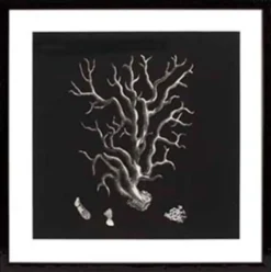 Casa Padrino Bilder / Kunstdruck 4er Set Korallen Schwarz 64 x H. 64 cm - Luxus Deko