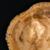 Casa Padrino Designer Couchtisch mit eingearbeitetem versteinertem Holz - Limited Edition