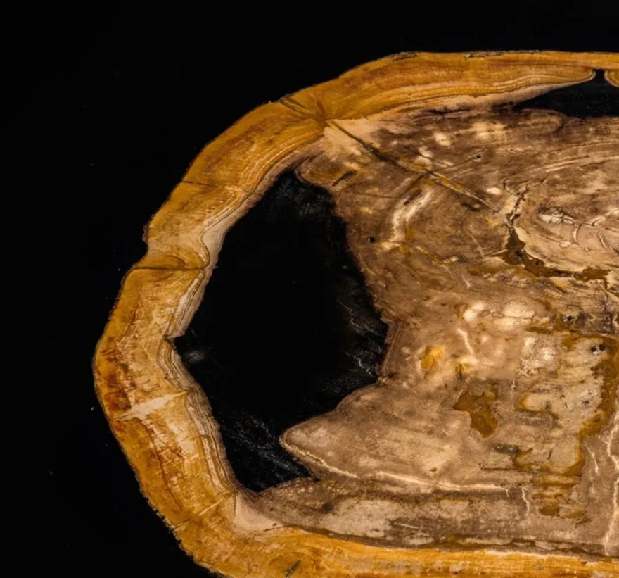 Casa Padrino Designer Couchtisch mit eingearbeitetem versteinertem Holz - Limited Edition