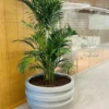 Casa Padrino Luxus Beton Blumentopf Grau Ø 80 x H. 60 cm - Wohnzimmer & Garten Deko Pflanzentopf