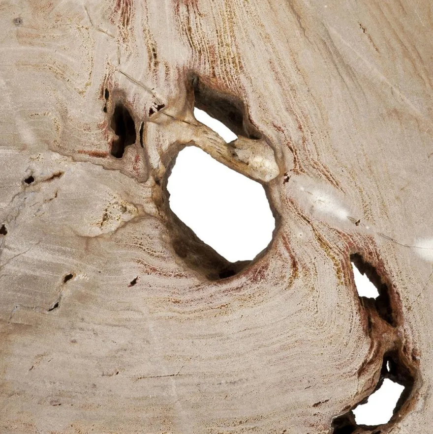 Casa Padrino Luxus Couchtisch Naturfarben / Silber 115 x 68 x H. 35 cm - Edler Wohnzimmertisch mit versteinerter Holz Tischplatte und Edelstahl Beinen - Luxus Wohnzimmer Möbel