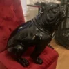 Casa Padrino Luxus Deko Figur Hund Bulldogge Schwarz H. 50 cm - Wetterbeständige Deko Skulptur - Wohnzimmer Deko - Garten Deko