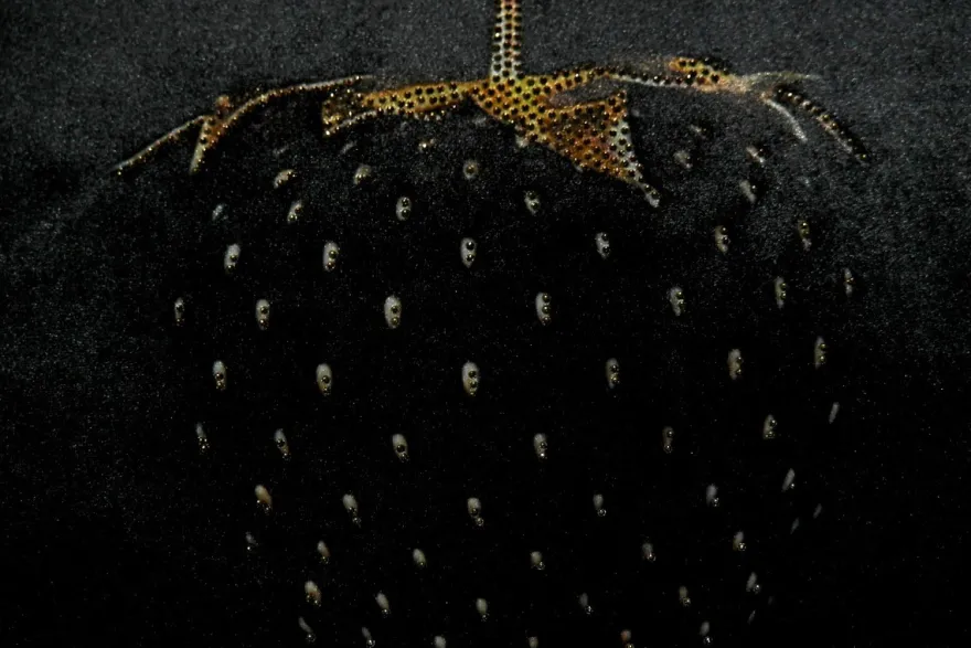 Casa Padrino Luxus Deko Kissen Strawberry mit Bling Bling Glitzersteinen Schwarz / Gold 35 x 55 cm - Feinster Samtstoff - Luxus Deko Accessoires