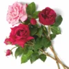 Casa Padrino Luxus Deko Rosenstrauß Rot / Rosa / Grün Ø 70 cm - Luxus Qualität