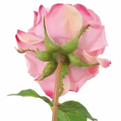 Casa Padrino Luxus Deko Rosenstrauß Rot / Rosa / Grün Ø 70 cm - Luxus Qualität
