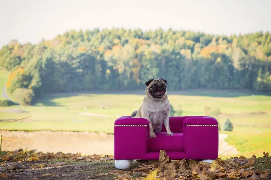 Casa Padrino Luxus Hundebett Lila / Weiß / Lila 65 x 55 x H. 31 cm - Modernes Rechteckiges Hundebett mit Kissen - Luxus Hundemöbel - Luxus Tiermöbel