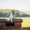 Casa Padrino Luxus Leder Hundebett Dunkelbraun / Schwarz 109 x 89 x H. 37 cm - Rechteckiges Echtleder Hundebett - Luxus Echtleder Tiermöbel